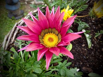 Close-up of pink flower