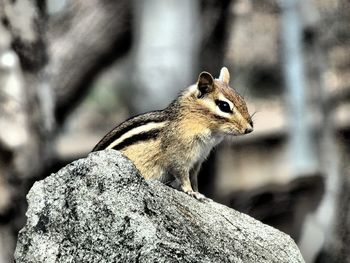 Close-up of squirrel