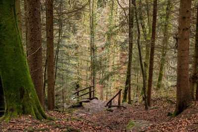 Pine trees in forest