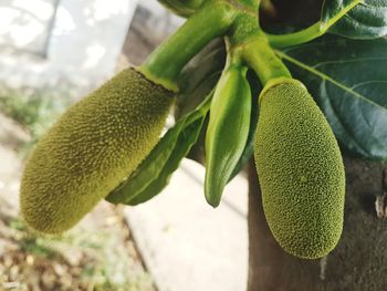 Close-up of fresh green leaves