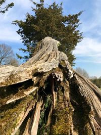 Low angle view of tree against sky