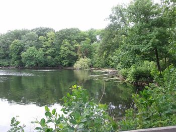 Scenic view of lake in forest