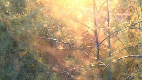 Plants growing on tree