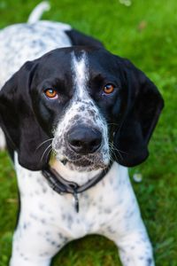 Close-up portrait of black dog