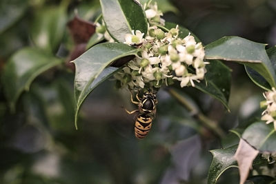 Close-up of butterfly pollinating on plant