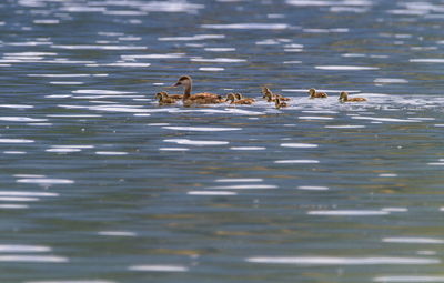 Pochard duck, anas platyrhynchos, floating on waterlake surrounded with its baby ducklings