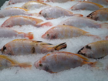 High angle view of fish for sale in market