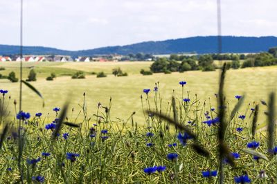 Flowers growing in field