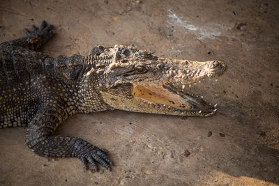 Close-up of crocodile on land