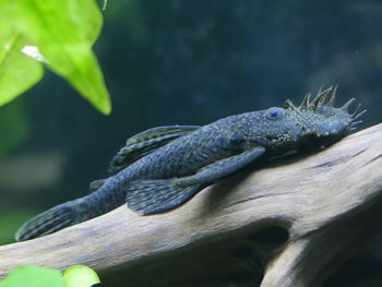 Close-up of lizard on water