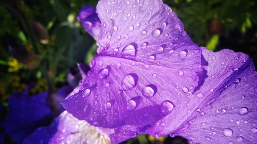 Close-up of wet purple flower blooming outdoors