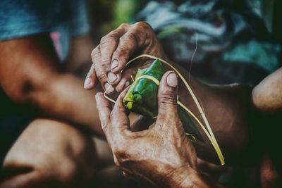 Close-up of hand holding leaf