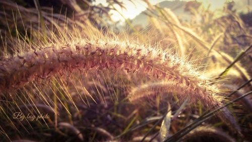 Close-up of grass