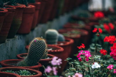 Close-up of red flowering plants