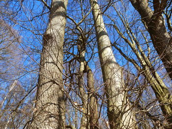 Low angle view of trees against clear sky