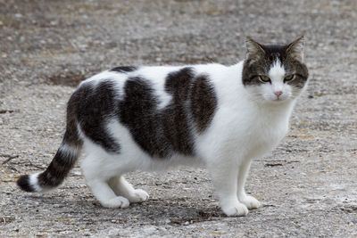 Cat standing in a field