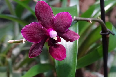 Close-up of pink flowers