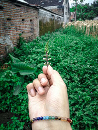 Cropped hand of woman holding plant