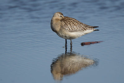 Close-up of bird in lake
