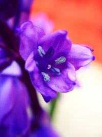 Close-up of purple flower blooming against blue sky