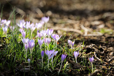 Close-up of purple crocus flowers blooming on field