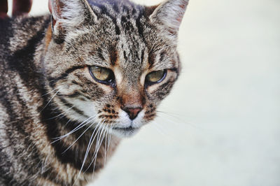 Close-up portrait of a cat looking away