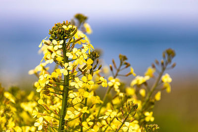 Close-up of fresh yellow flowering plant against sky