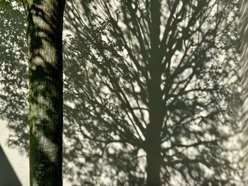 Low angle view of tree in forest