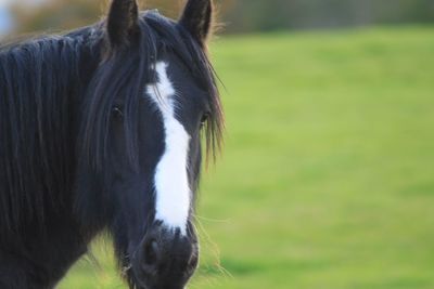 Close-up of horse on field