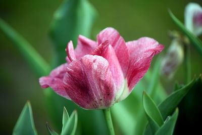 Close-up of pink flowers