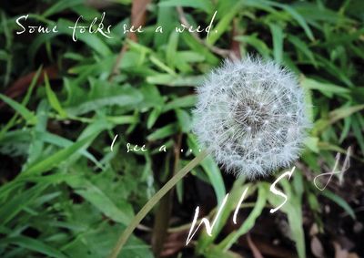 Close-up of dandelion on plant