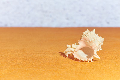 Close-up of a shell on the table
