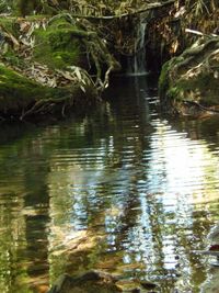 Reflection of trees in water