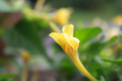 Close-up of yellow flower