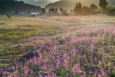 Purple flowering plants on field against sky