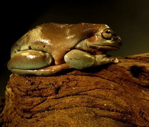 Close-up of frog on rock