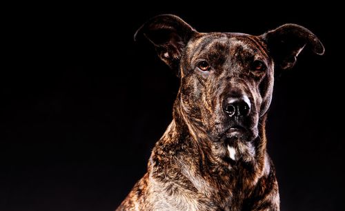 Close-up portrait of a dog against black background