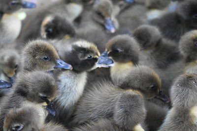 Close-up of young birds