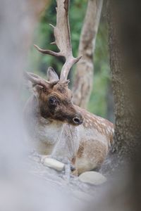 Close-up of deer on tree trunk