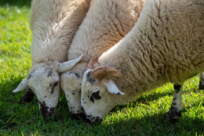 Sheep grazing together in a field