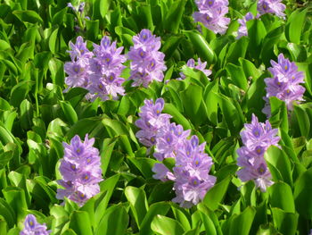 Close-up of purple flowering plants