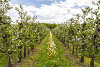 Cherry orchard with pink flowers on trees, dandelion flower visible.