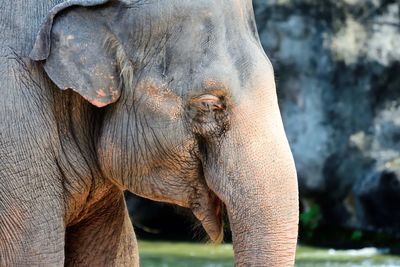 Close-up of elephant