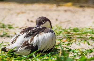 Close-up of bird on field