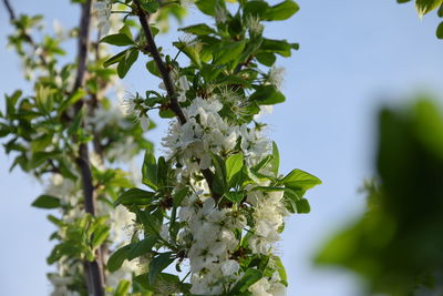 Close-up of cherry blossom against sky