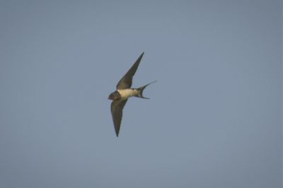 Low angle view of birds flying in sky