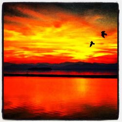 Silhouette of birds flying over sea