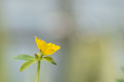 Close-up of yellow flowering plant