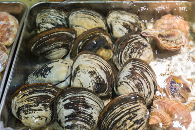 Live seashell in water tank at a japanese fresh market