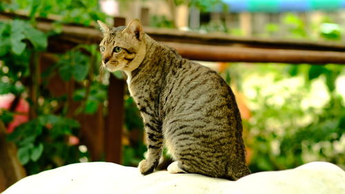 Cat sitting in a looking away